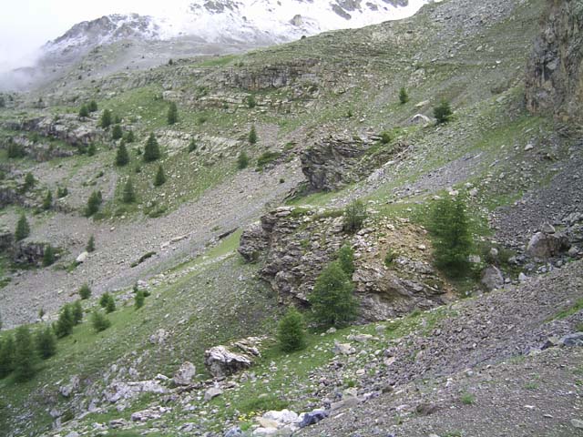 Bonette33
