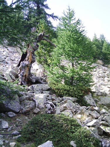Alain 28