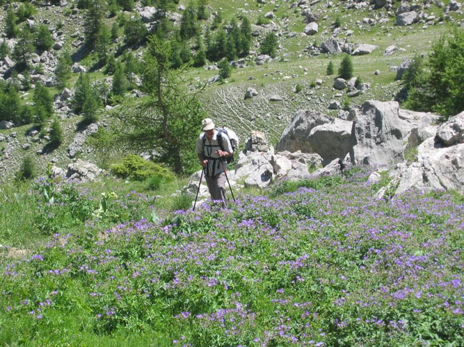 Chapeau de Gendarme15