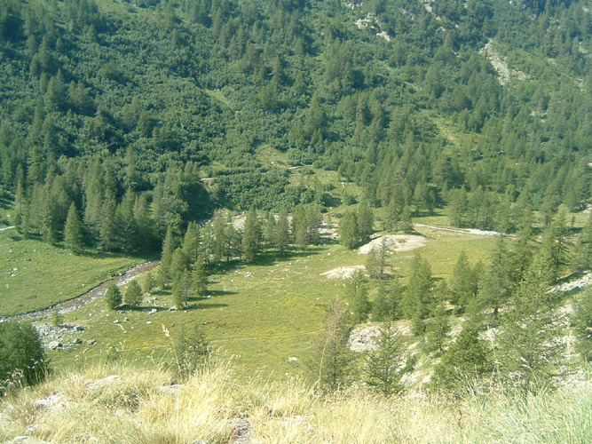 Bernard S008