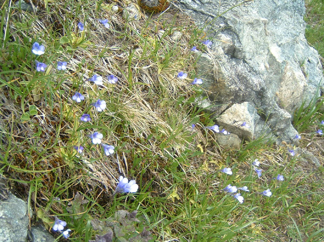 Bernard S043