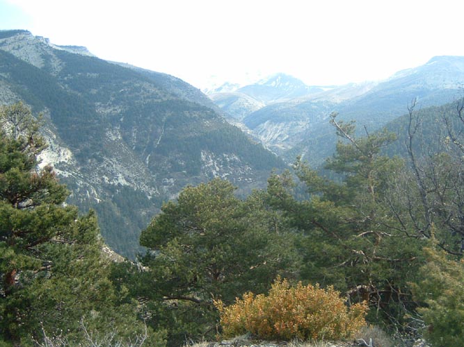 Bernard S069