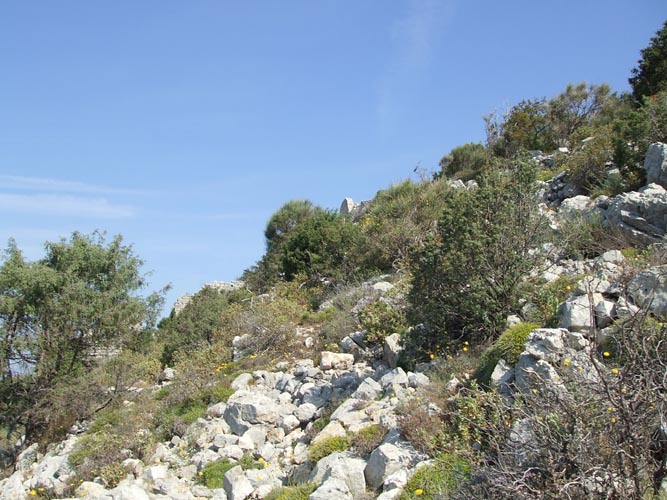 Cima14