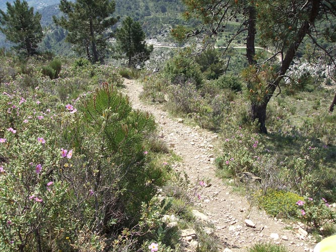 Cima39