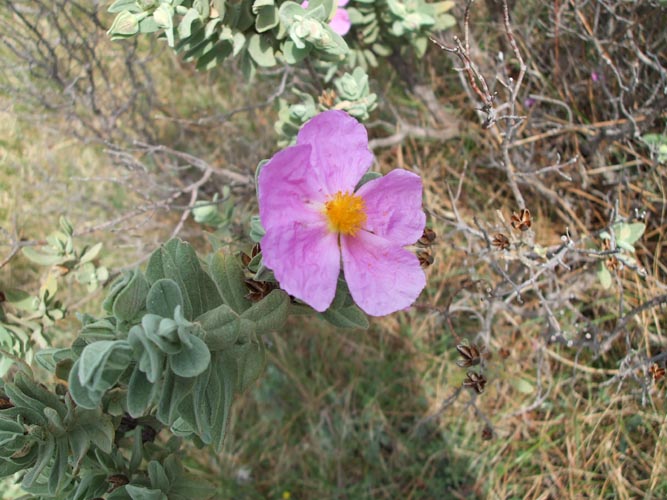 Cima48