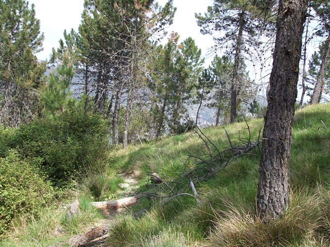 Cima54