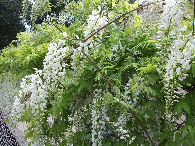 Cima74