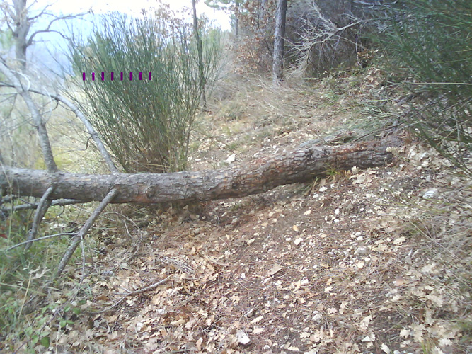 Arbre2
