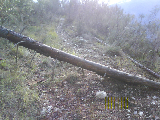 Arbre3