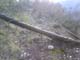 Arbre3