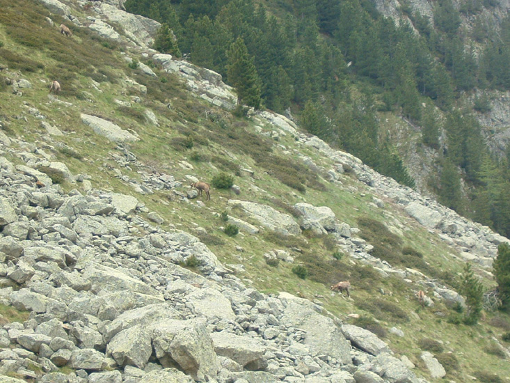 Bernard S32