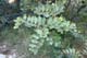 Evelyne 27