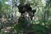 Evelyne 04