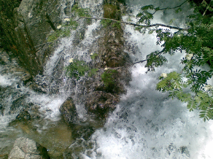 Dominique 02