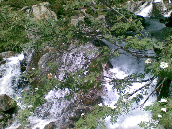 Dominique 03