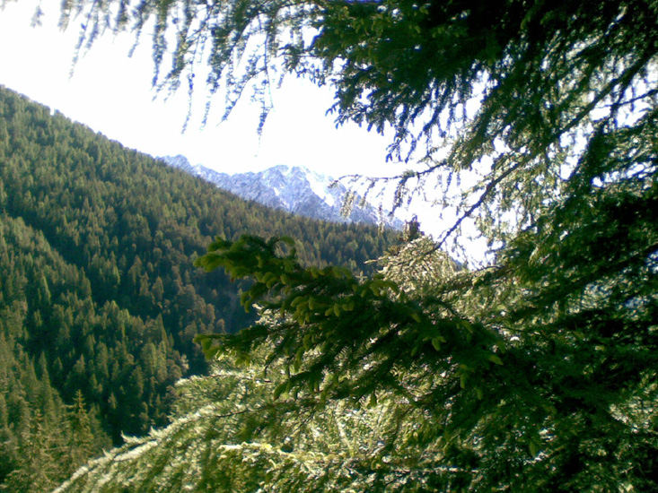 Dominique 05