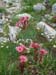 Roselyne 29