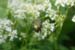Evelyne 53