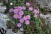 Evelyne 63