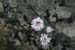 Evelyne 11