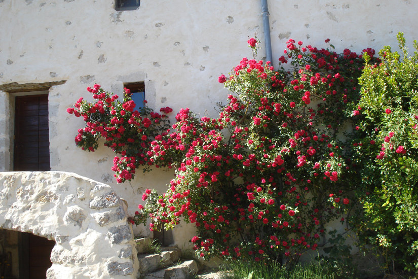 Roselyne 31