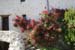 Roselyne 31