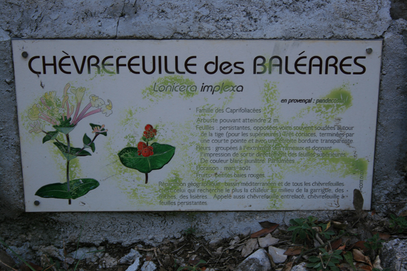 Evelyne 21