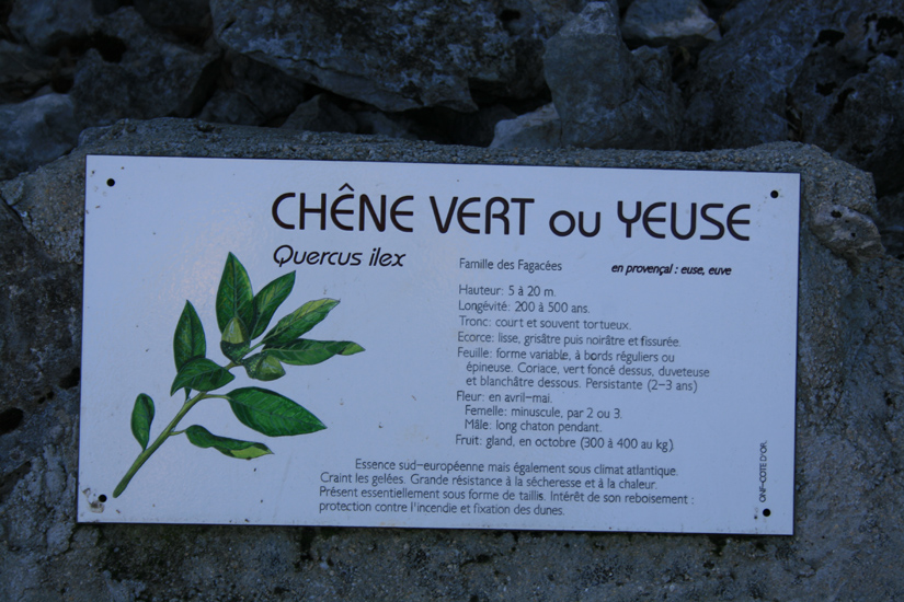 Evelyne 26