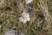 Evelyne 12