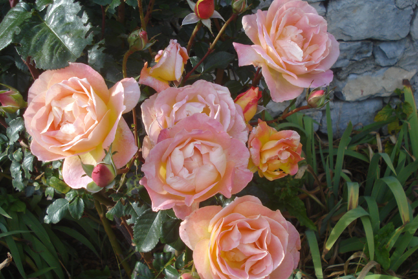 Roselyne 21