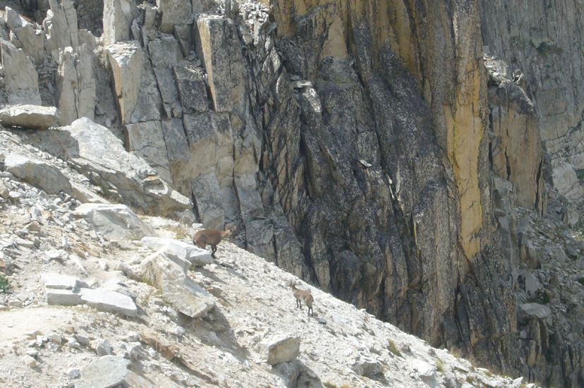 Gilbert V6