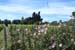 Roselyne 28