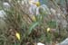 Roselyne 10