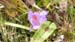 Evelyne 067