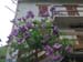 Roselyne 25
