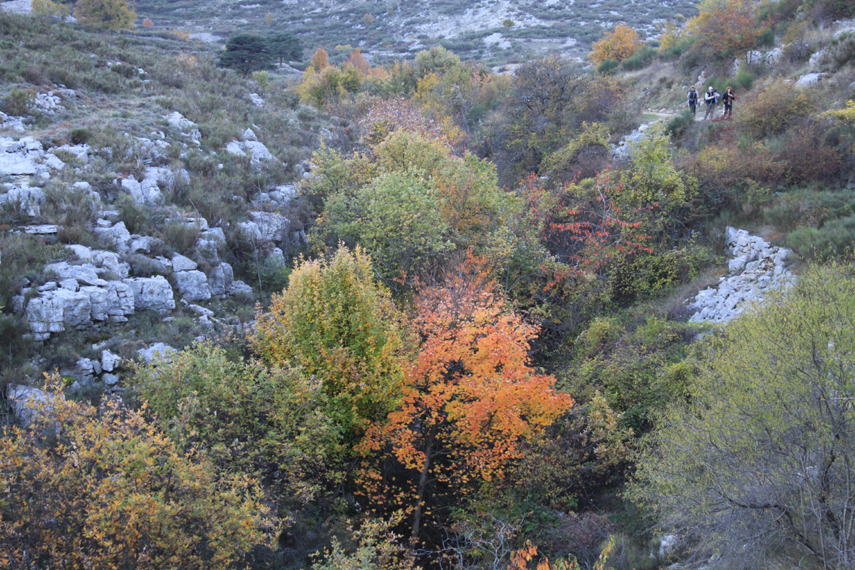 Michel 25