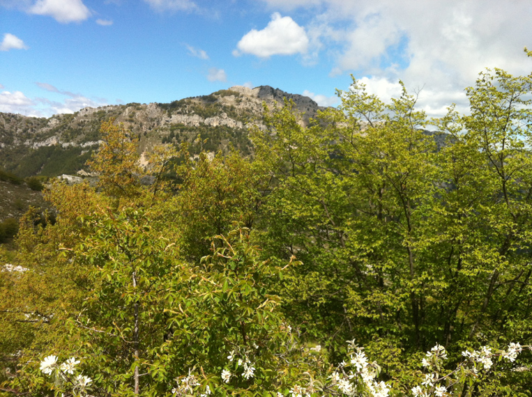 Dominique L16