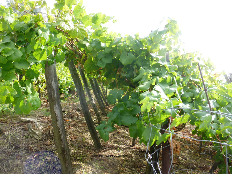 GV - Les Vignes