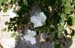 Evelyne 29