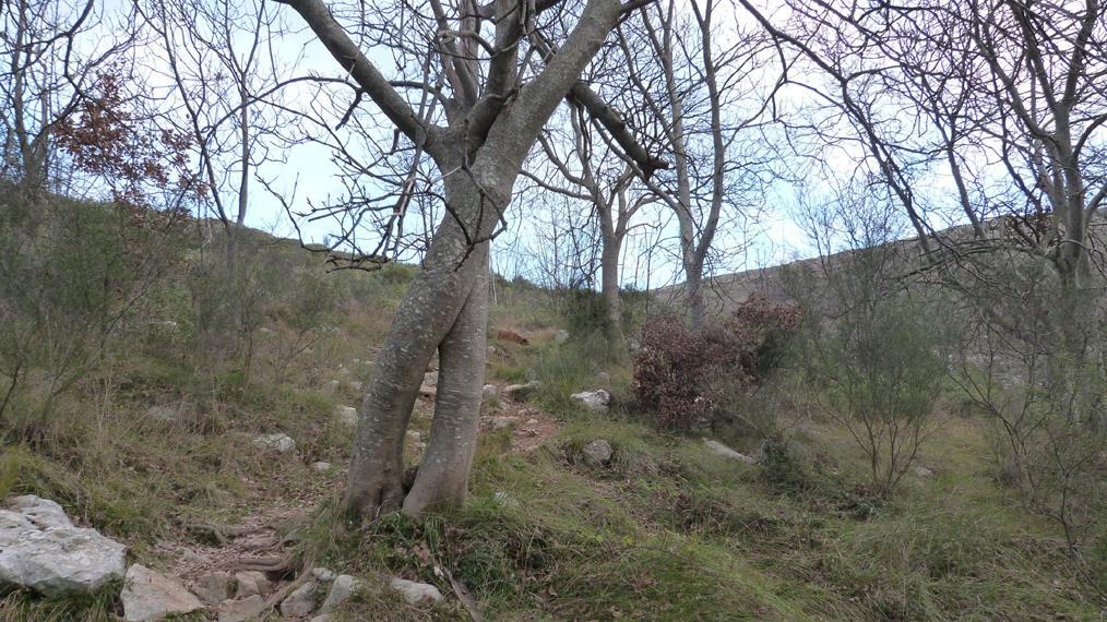 Evelyne 29