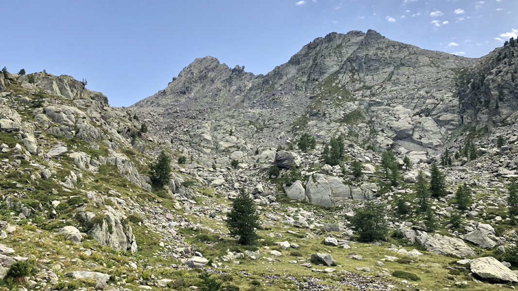 Dominique L14