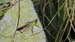 Evelyne 11