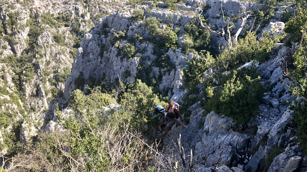 Dominique L48