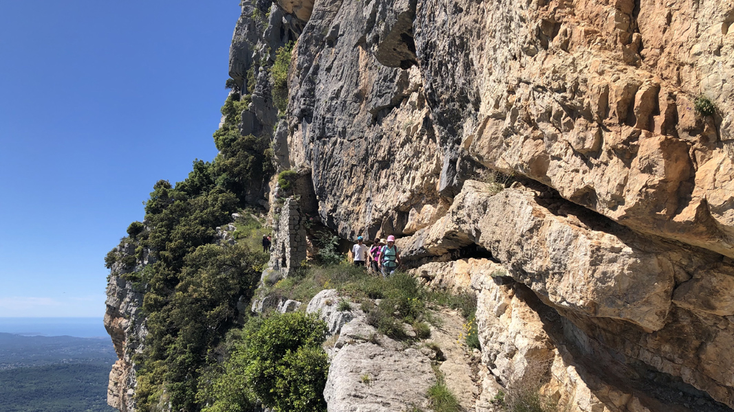 Dominique L13