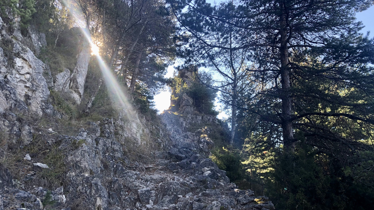 Dominique L06