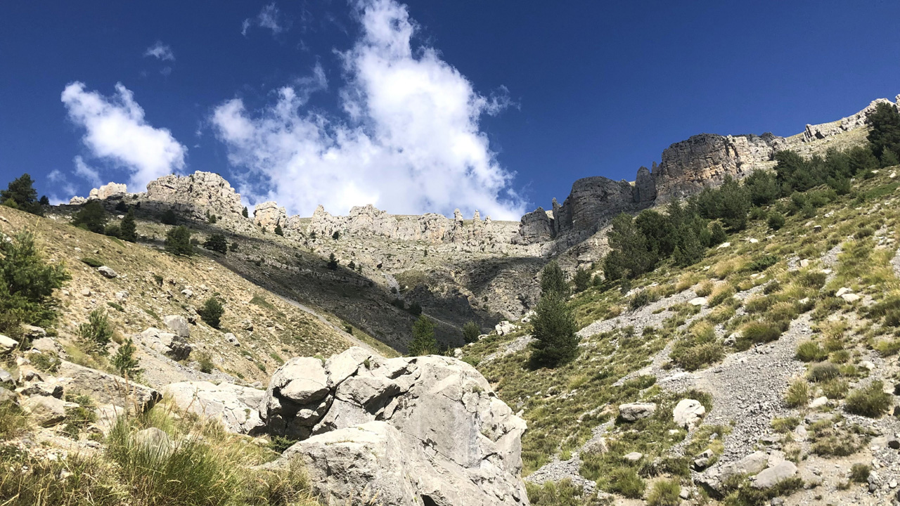 Dominique L13