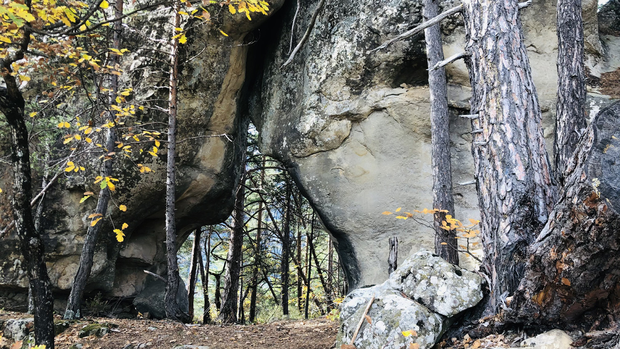 Dominique L19
