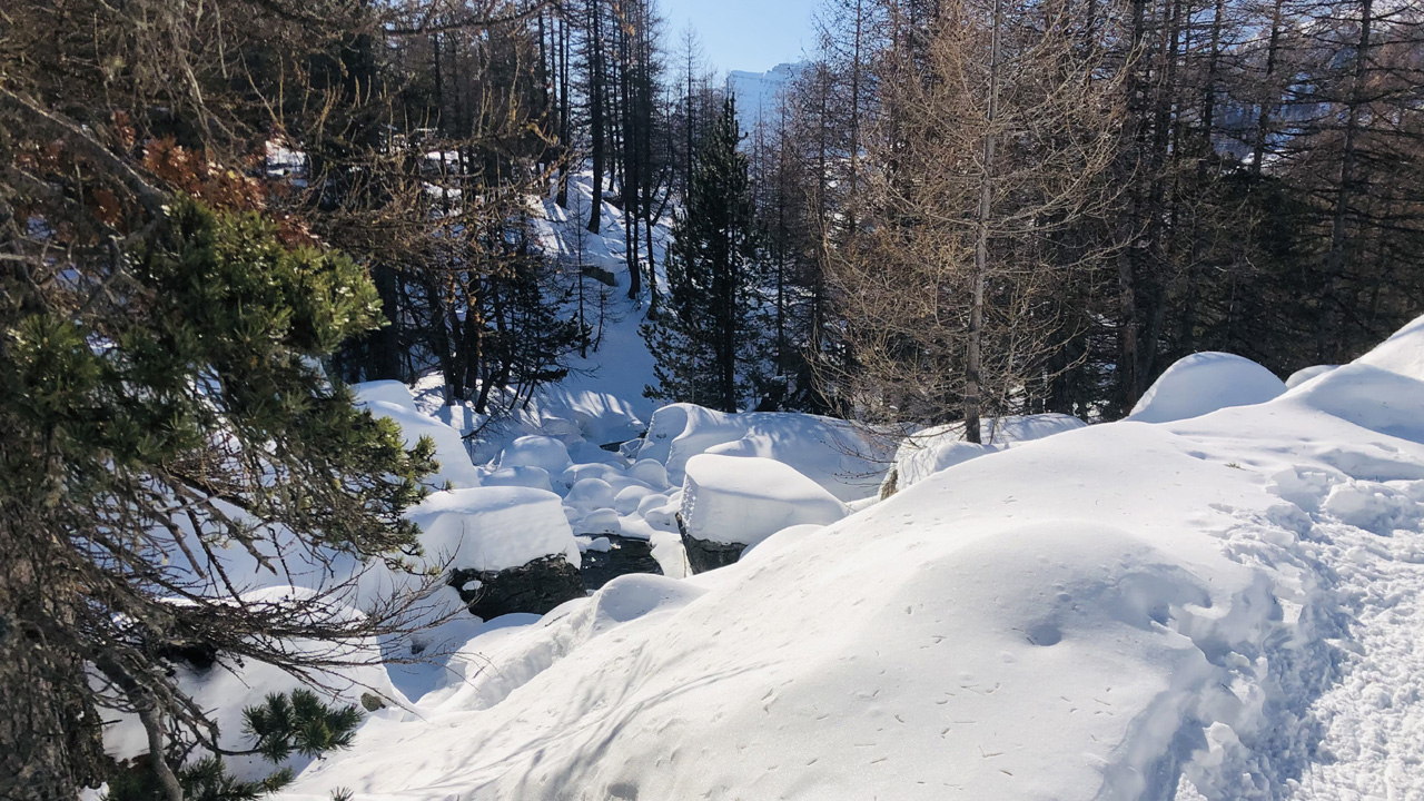 Dominique L58