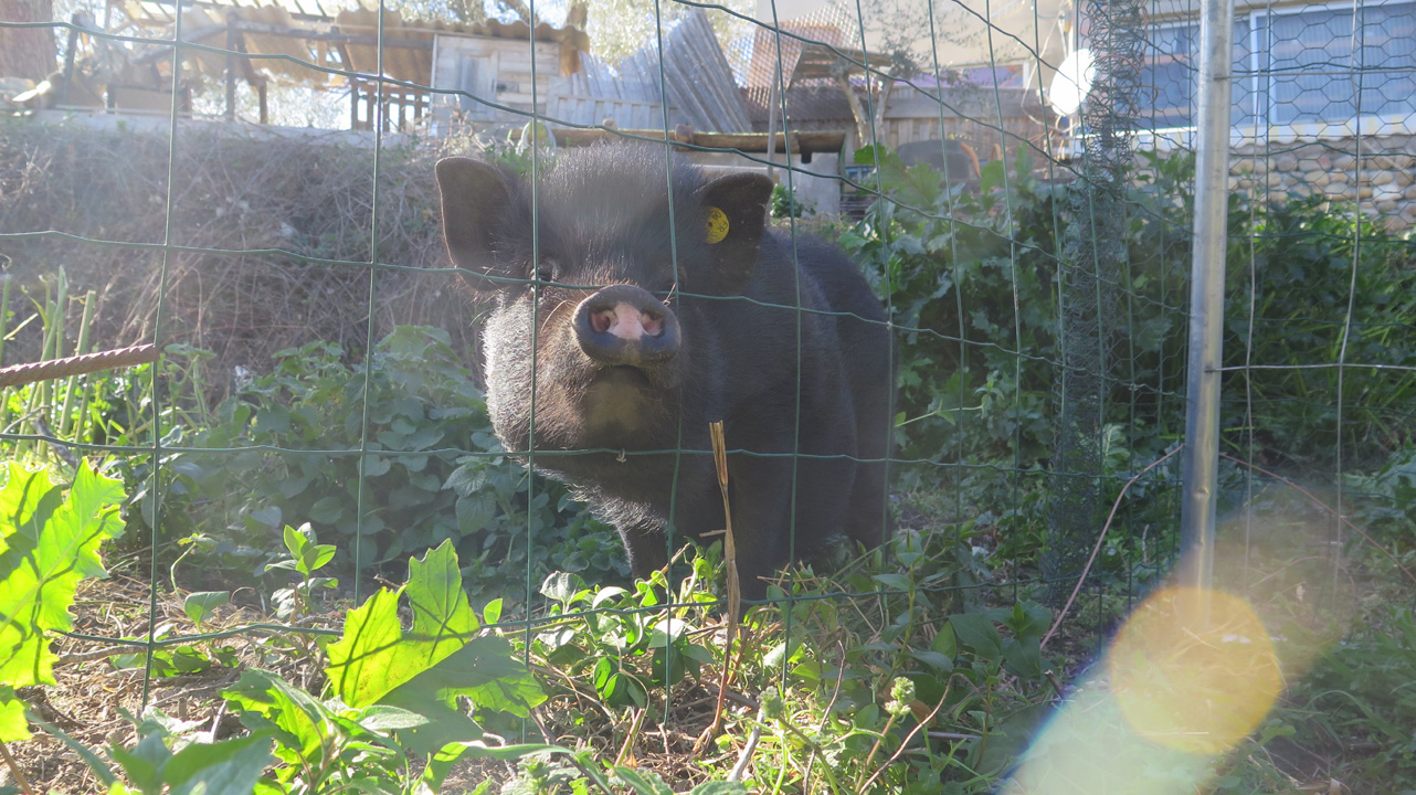 Bernard S24