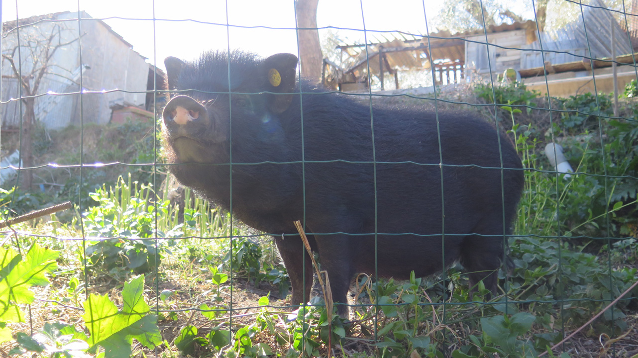 Bernard S25
